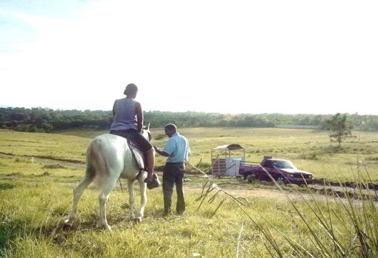 The White Horse- Diario Libre.