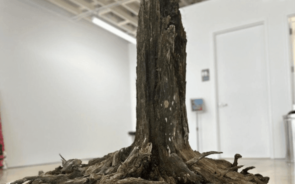 Árbol