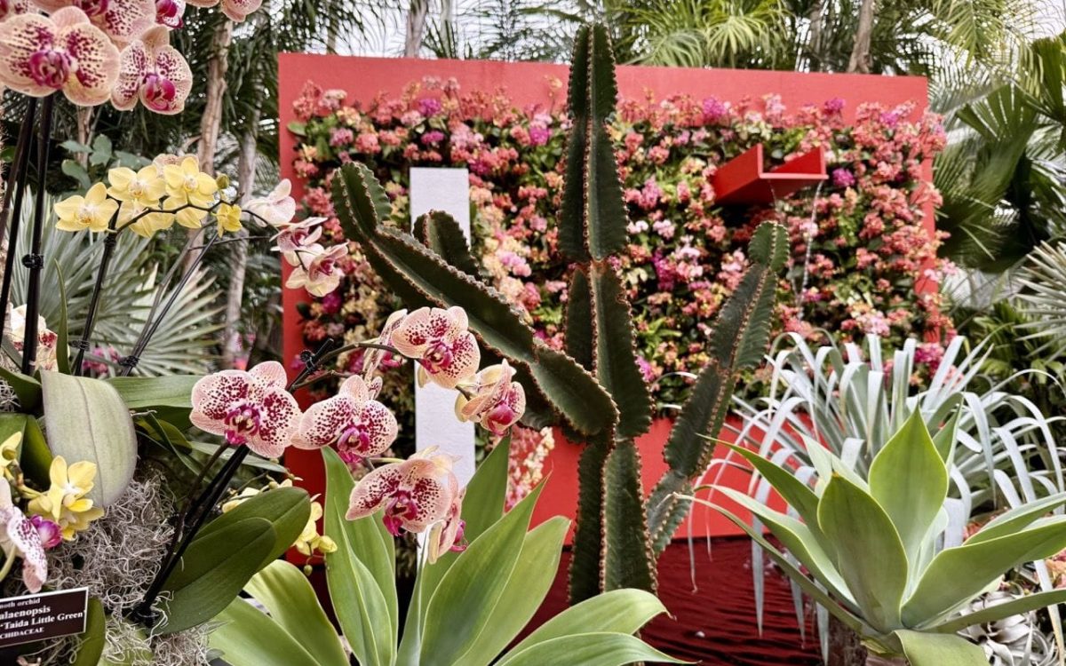 The Orchid Show: Mexican Modernism (Foto: FFCP)
